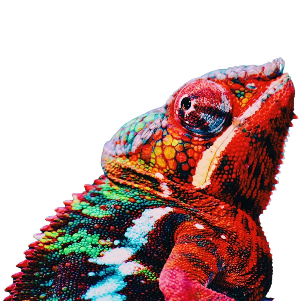 Camaleón agencia diseño web